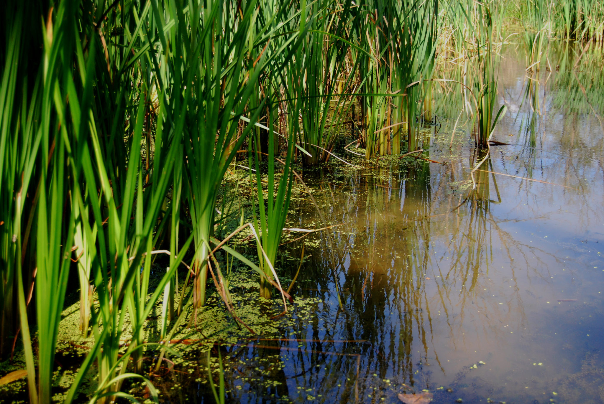 What Are Wetlands?